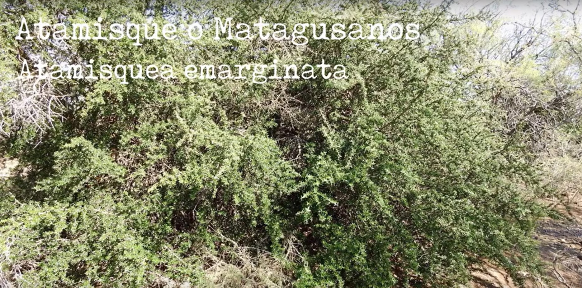 Atamisque