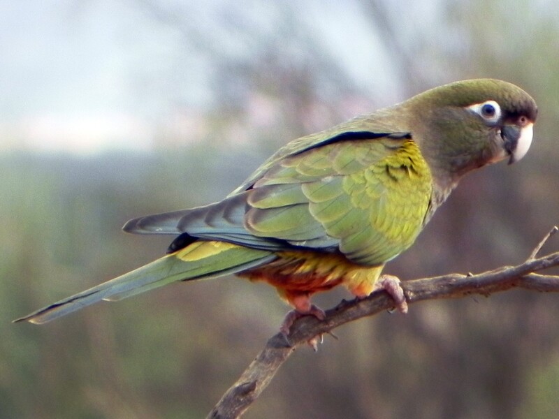 Foto del Loro Barranquero